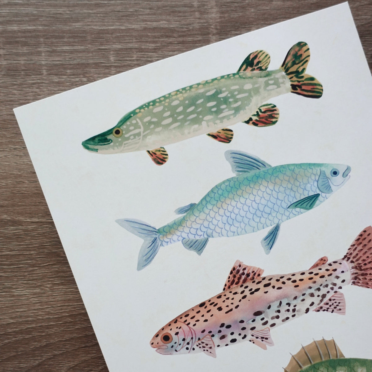 Something's Fishy - Wall Art Print